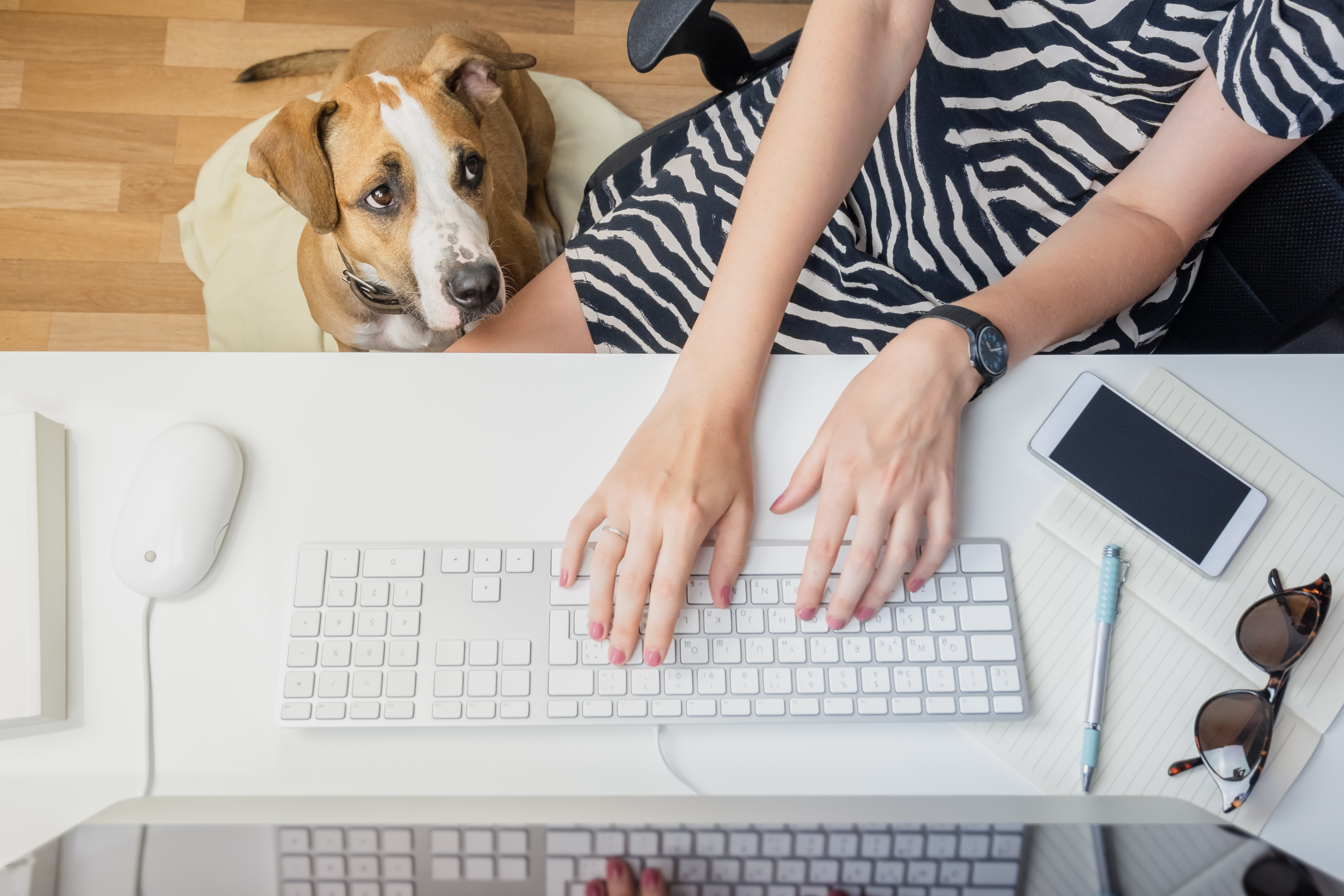A Life Saving Story, Going to work with pets concept: woman working at desktop computer with dog next to her. Top view of business woman at office desk and a staffordshire terrier puppy in her feet